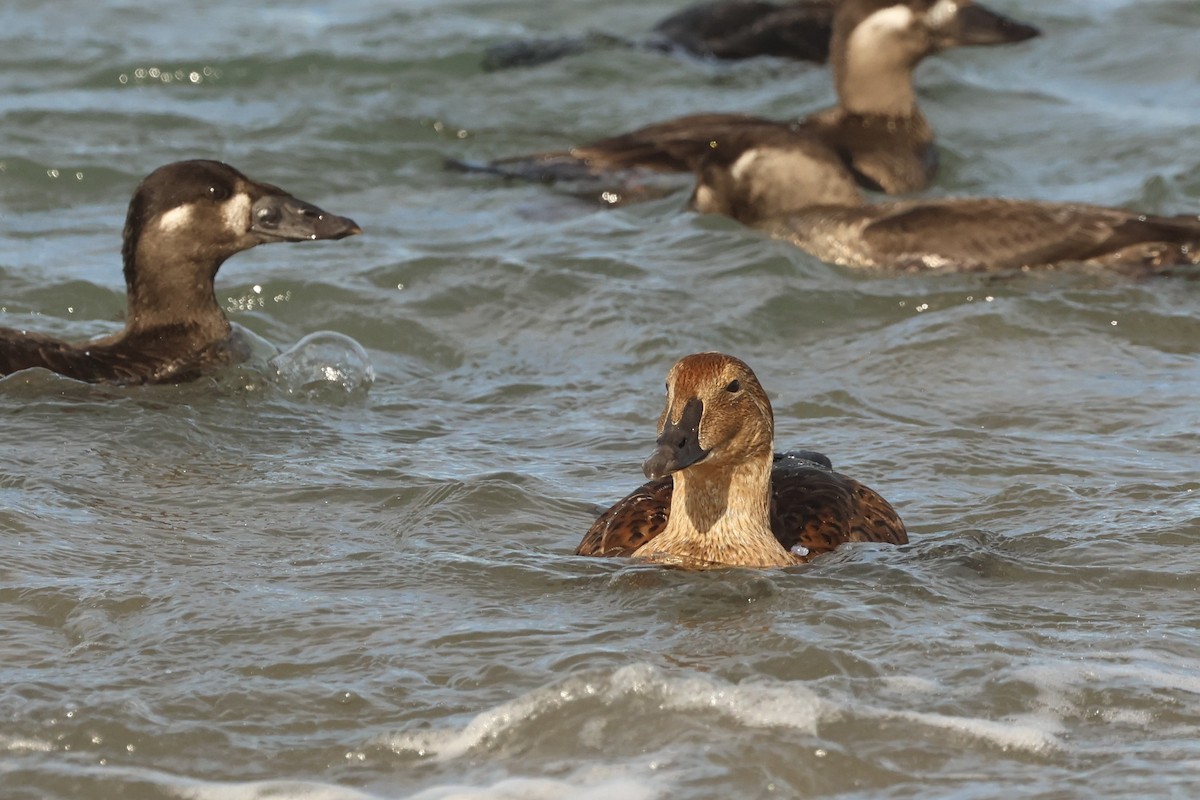 King Eider - ML645964162