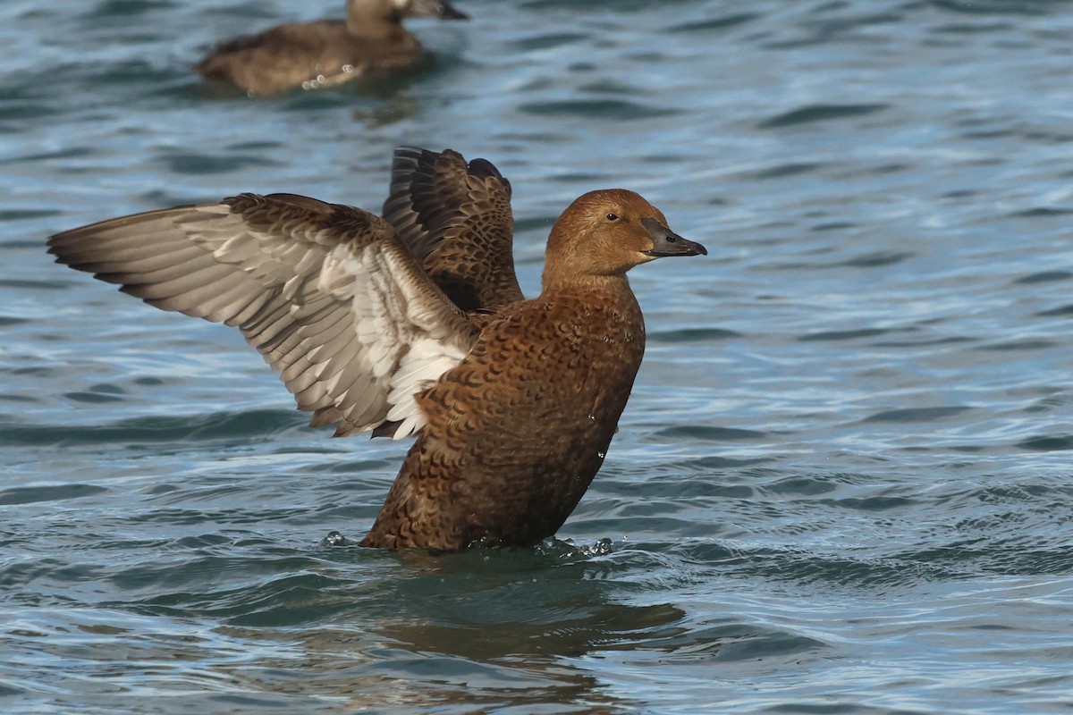 King Eider - ML645964163