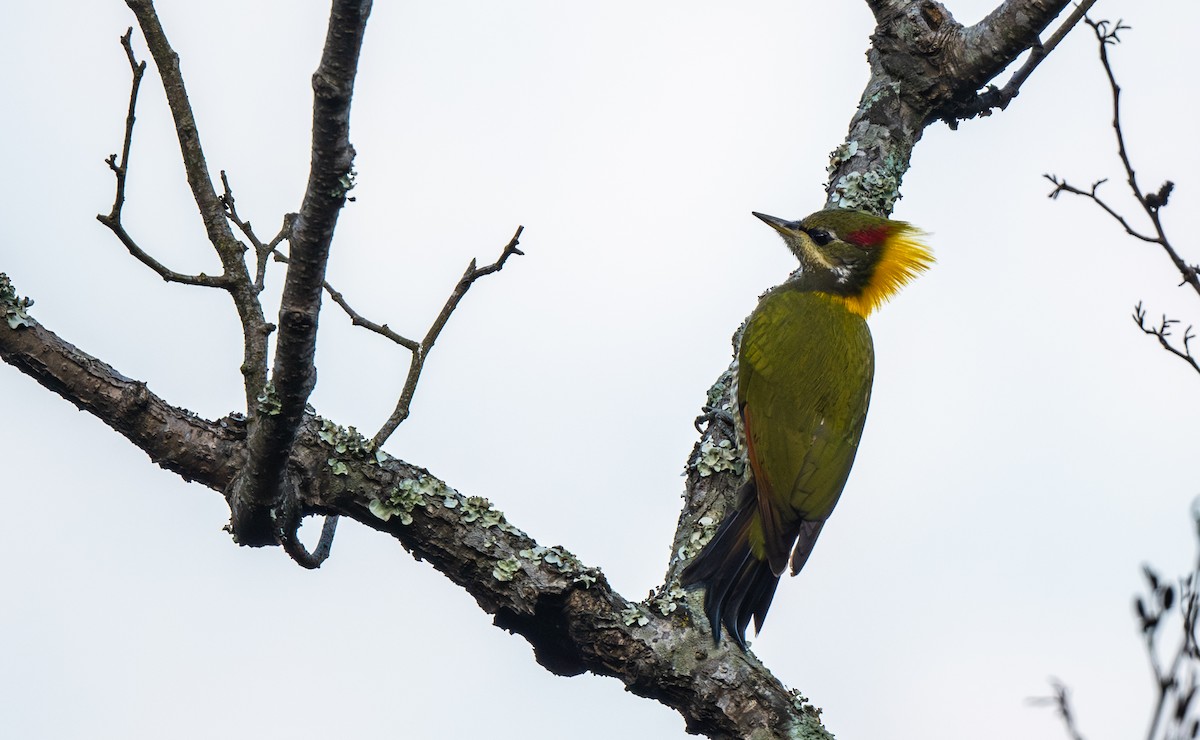 Pito Crestigualdo - ML645964164