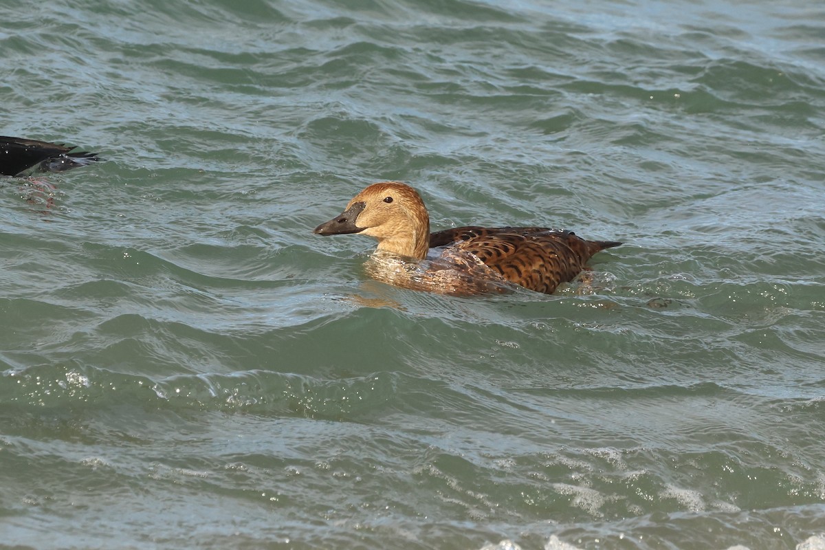 King Eider - ML645964165