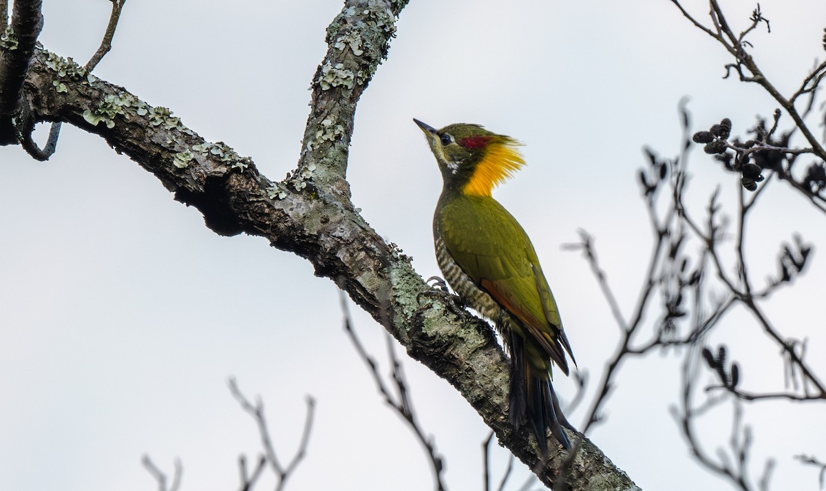 Pito Crestigualdo - ML645964166