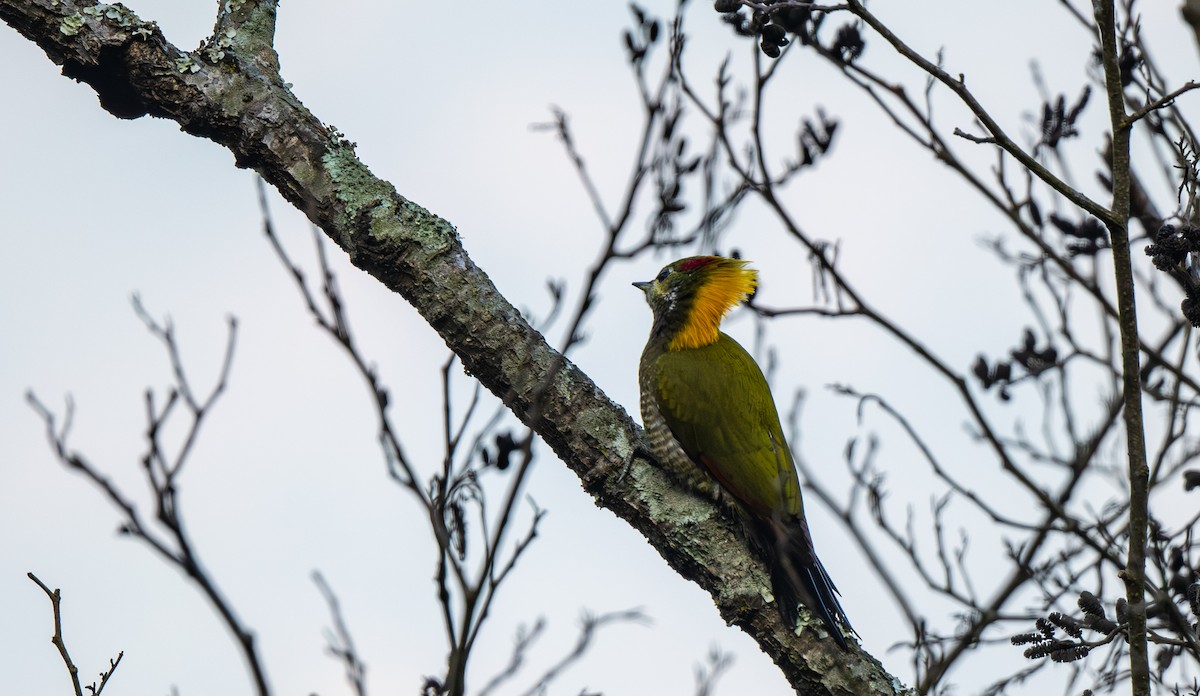 Pito Crestigualdo - ML645964167