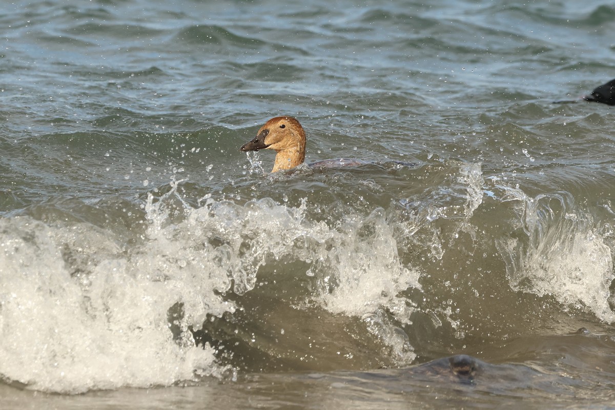 King Eider - ML645964168