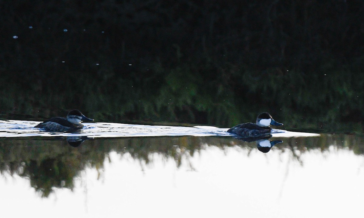 Schwarzkopf-Ruderente - ML645964170