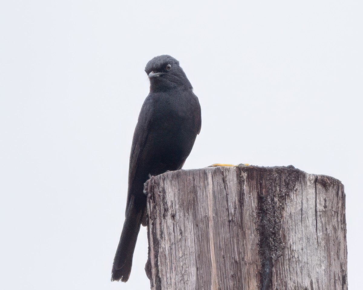 Southern Black-Flycatcher - ML645964172