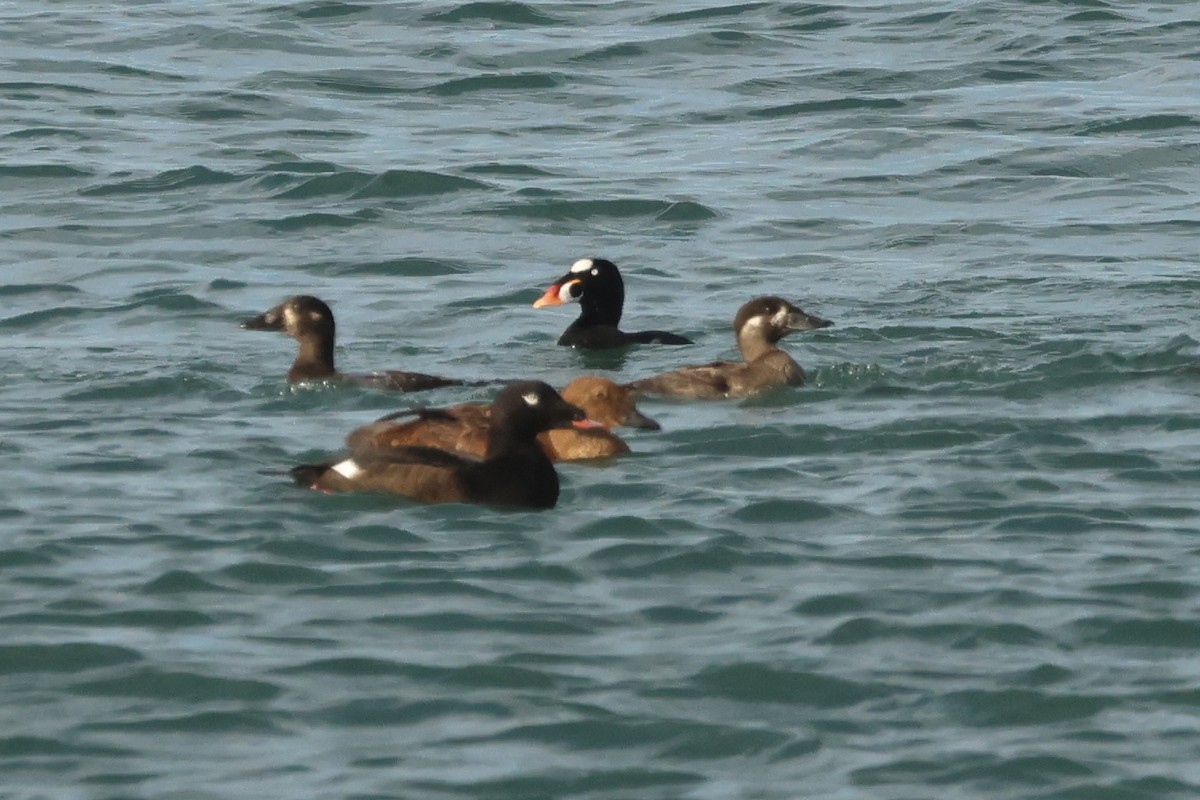 White-winged Scoter - ML645964173