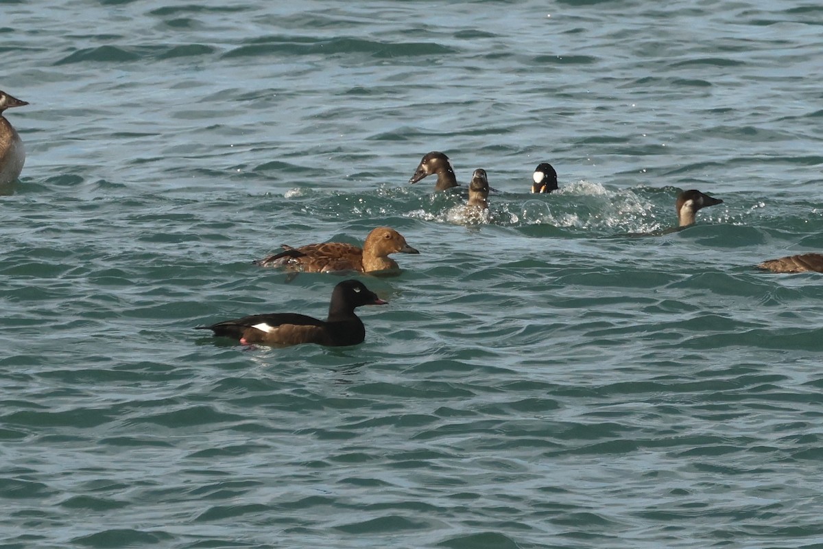 White-winged Scoter - ML645964174