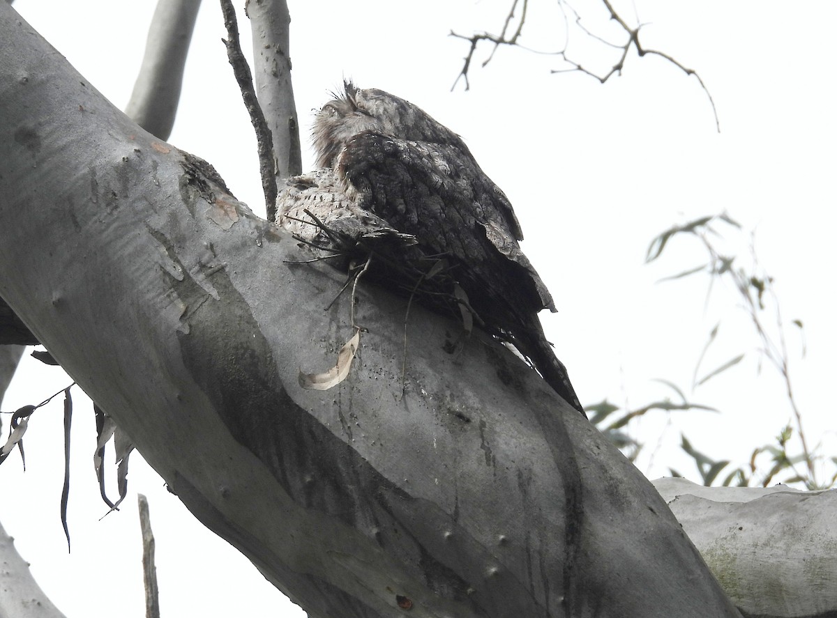 Tawny Frogmouth - ML645964177