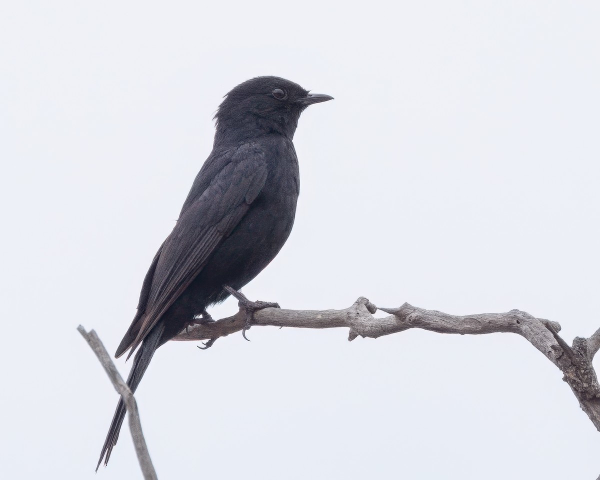 Southern Black-Flycatcher - ML645964178