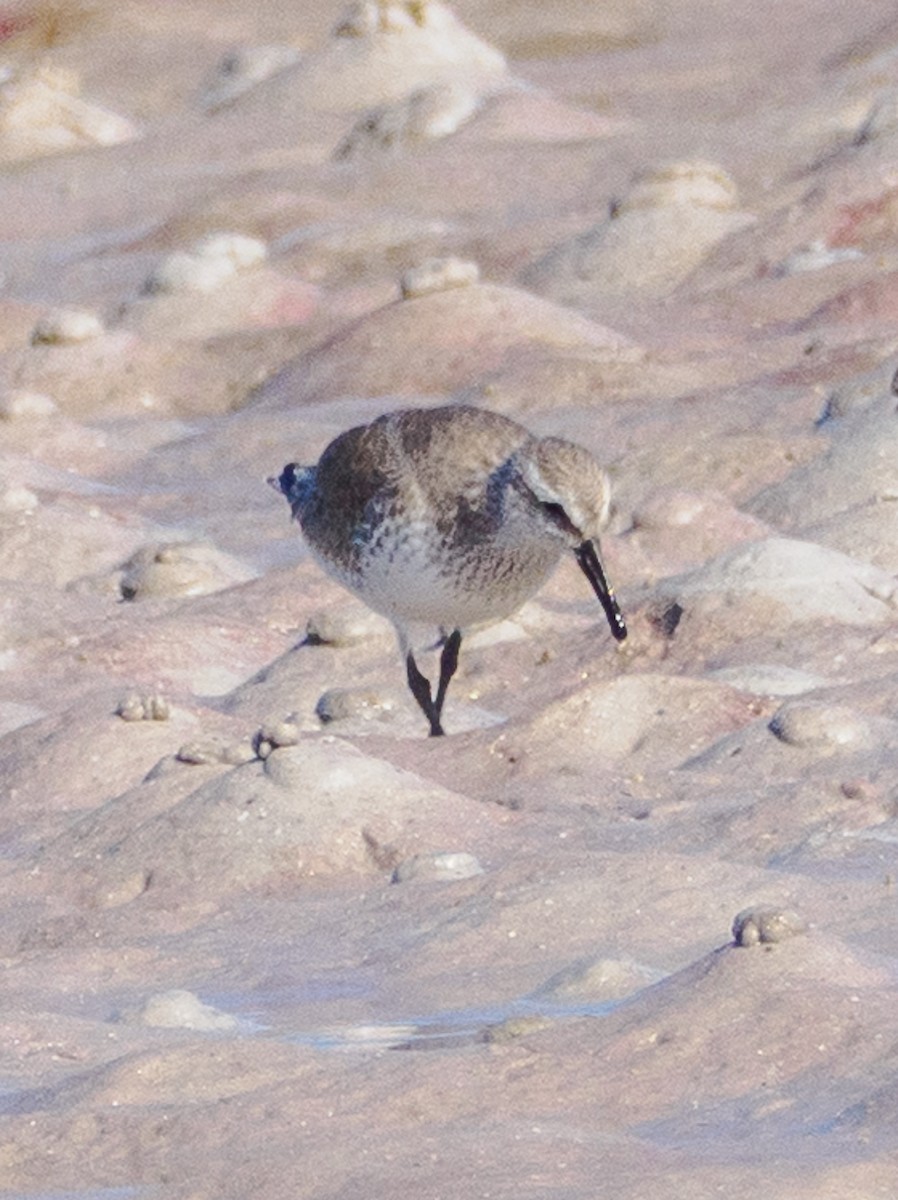חופית להקנית - ML645964185