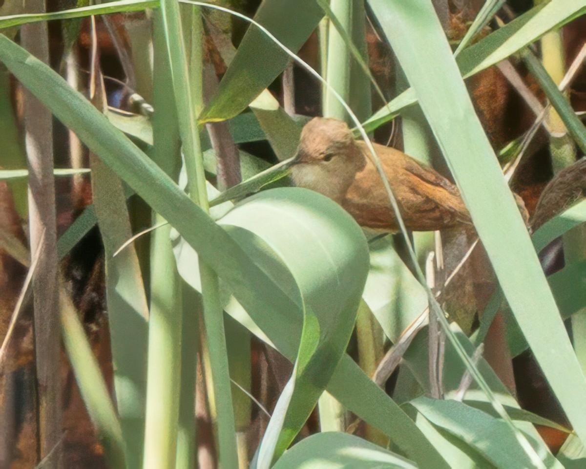 Тростниковая камышевка (группа baeticatus) - ML645964190