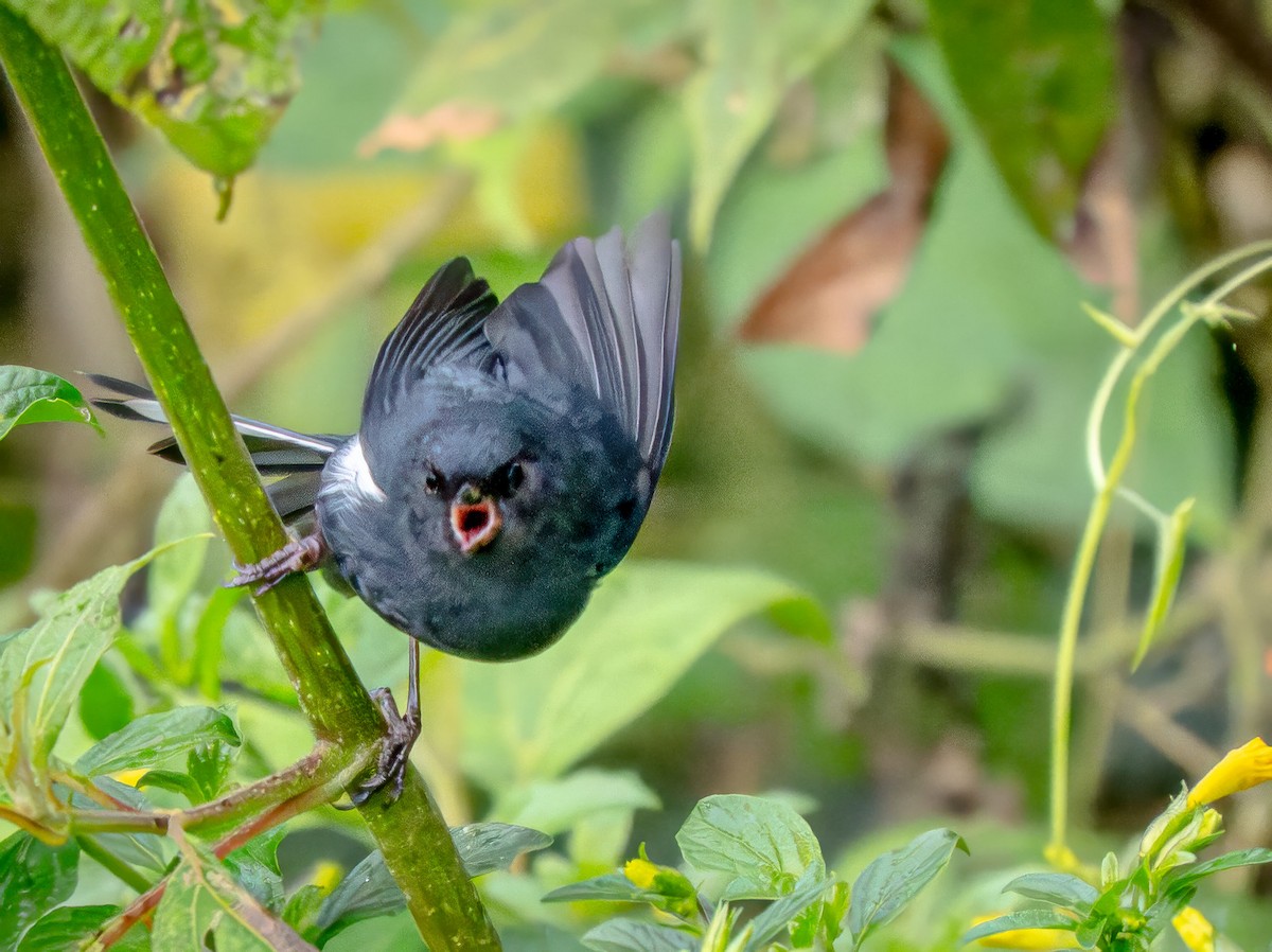 White-sided Flowerpiercer - ML645964193