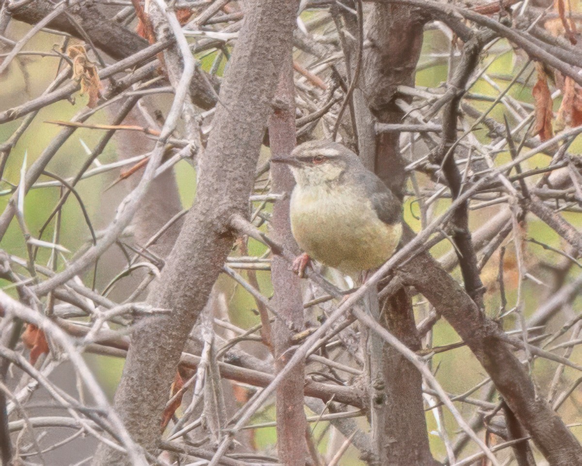 Long-billed Crombec - ML645964196