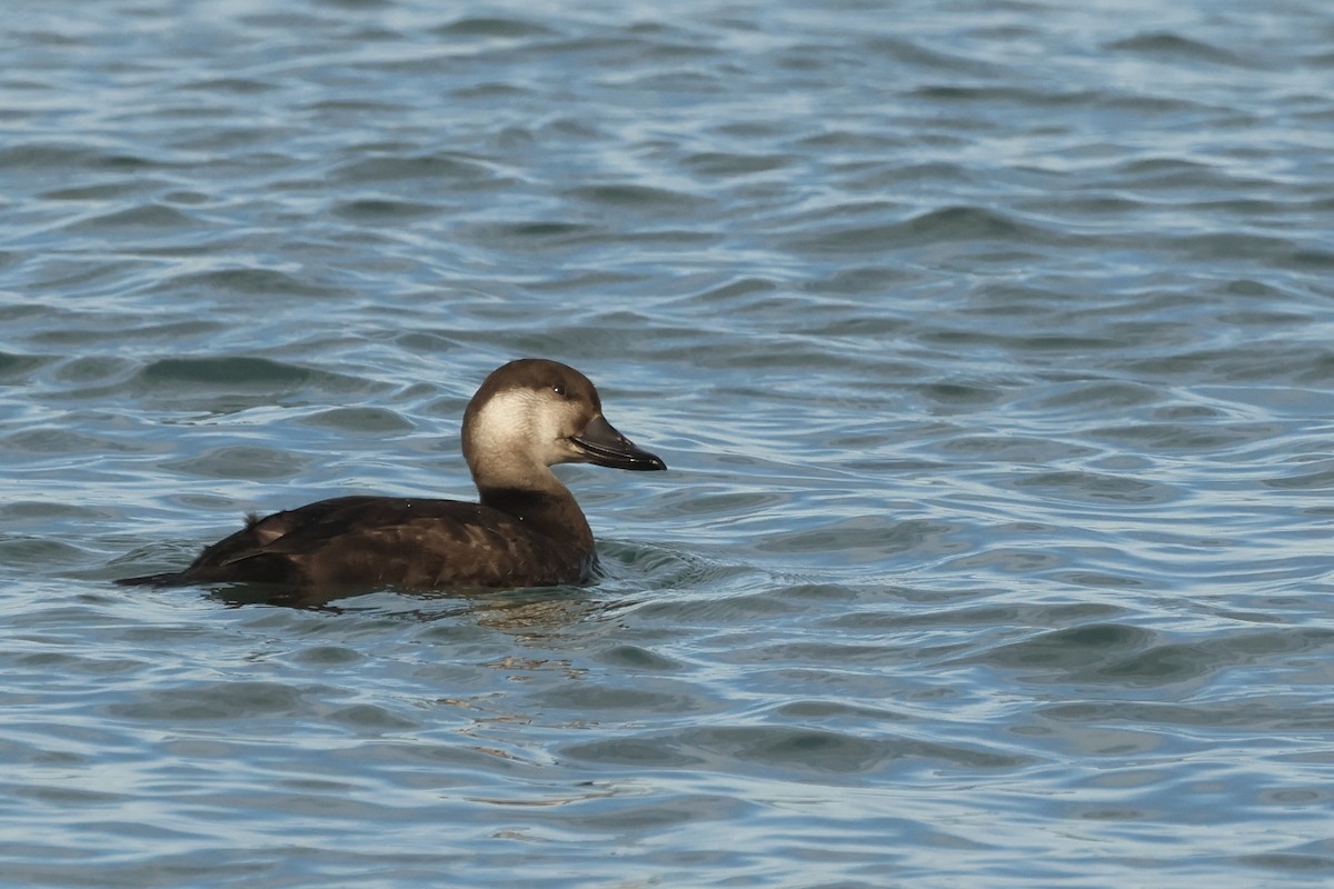 Black Scoter - ML645964203