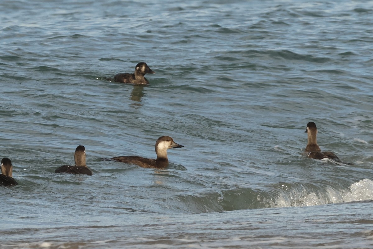 Black Scoter - ML645964204