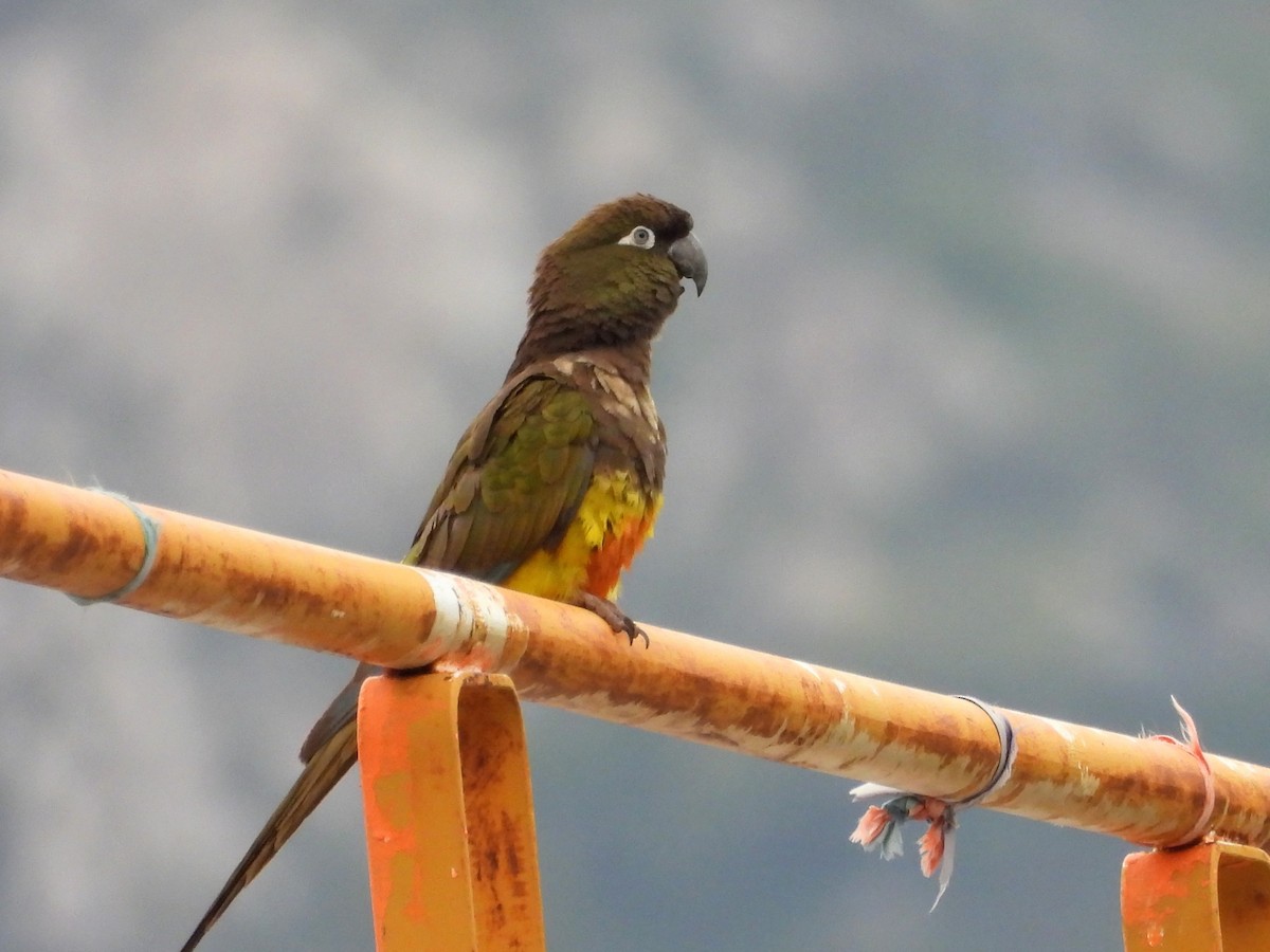 Burrowing Parakeet - ML645964205