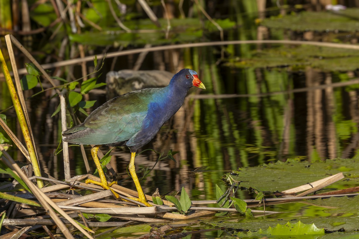 Малая султанка - ML645964206