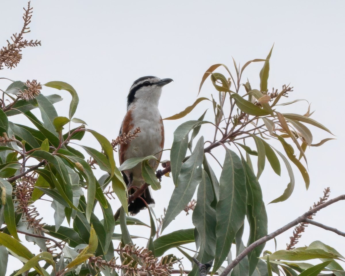 Brubru - ML645964213