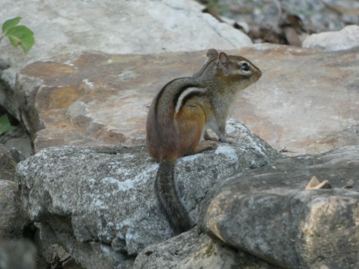 Animals - ML645964214