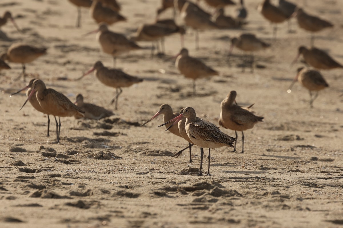Marbled Godwit - ML645964220