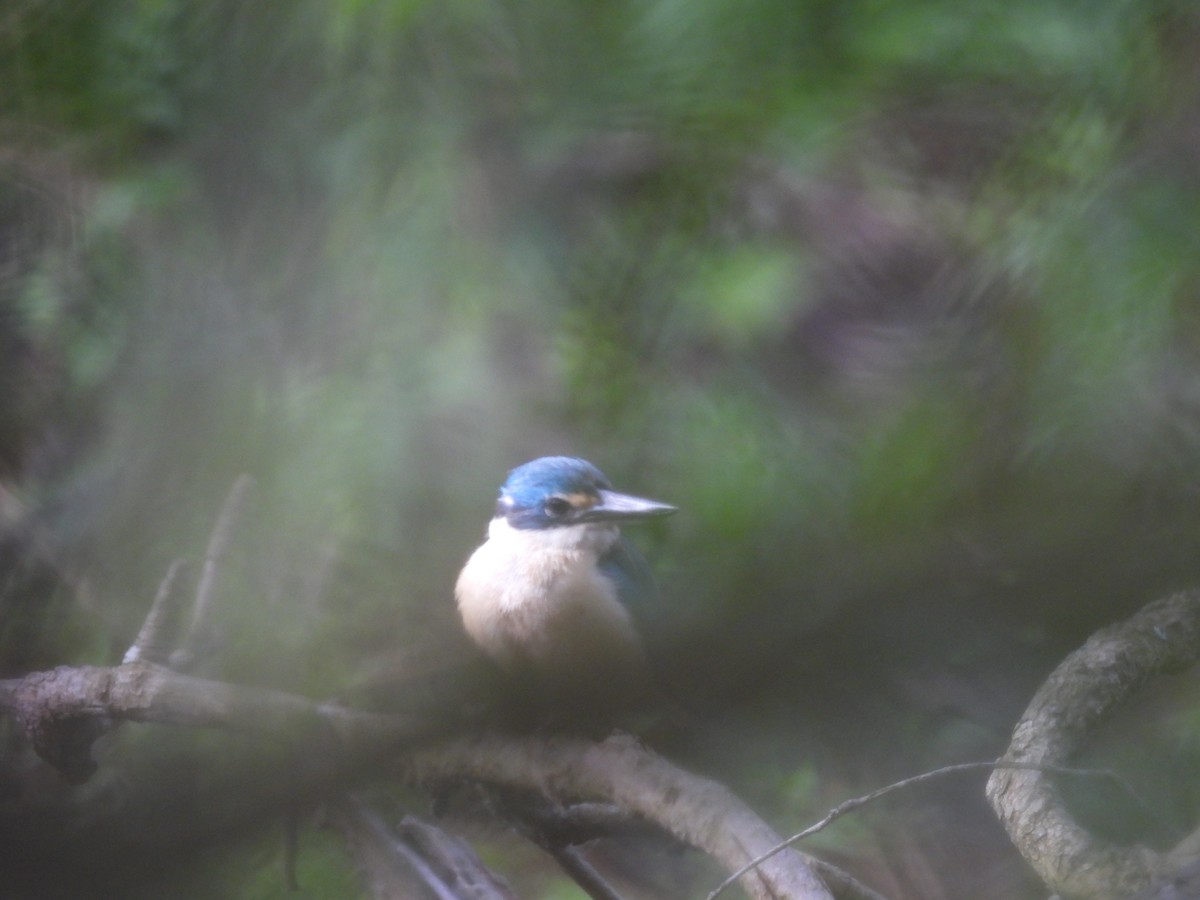 Sacred Kingfisher - ML645964221