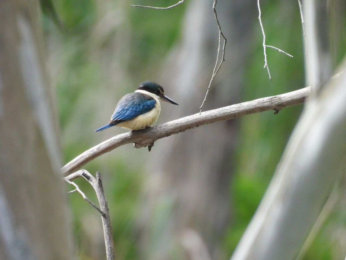 Sacred Kingfisher - ML645964222