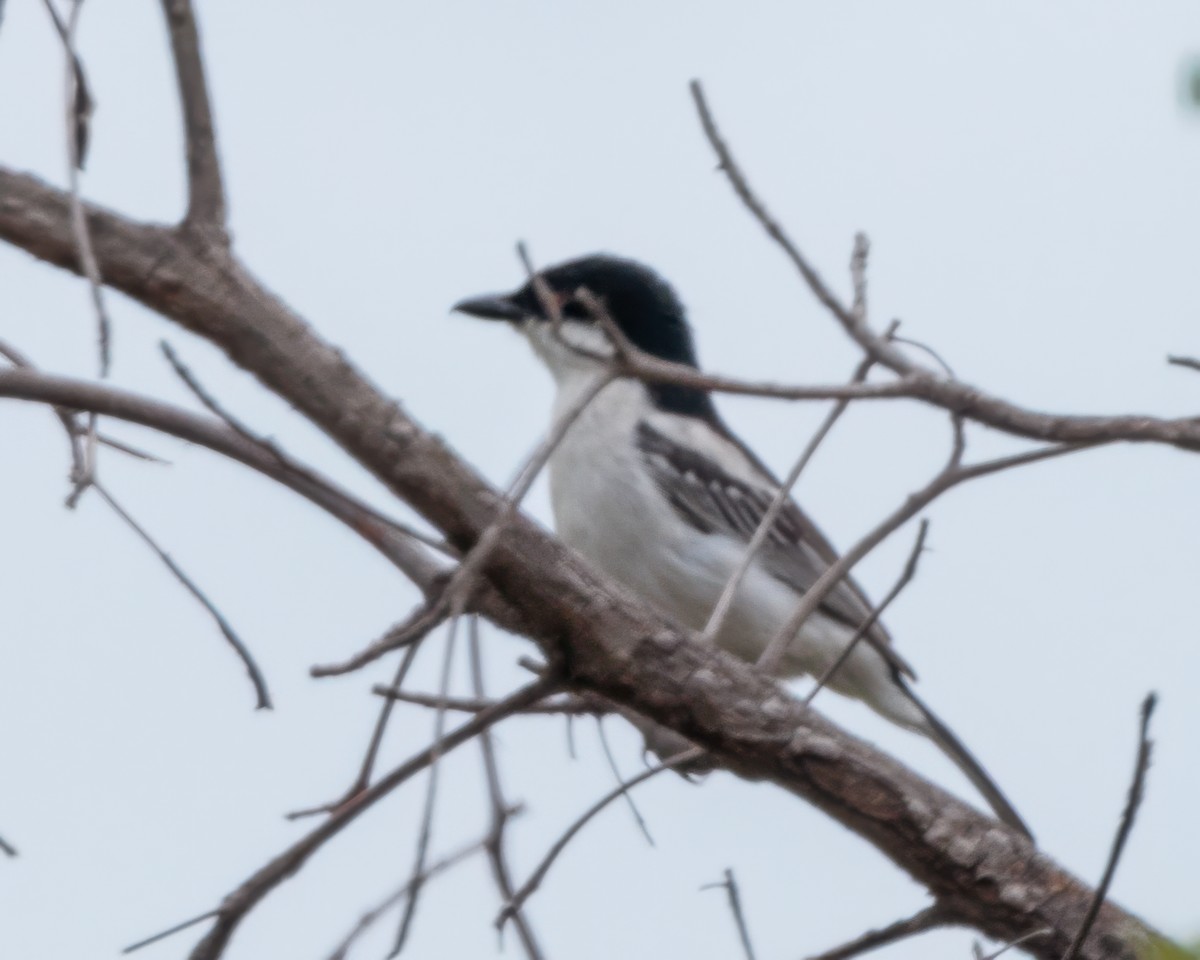 Black-backed Puffback - ML645964223