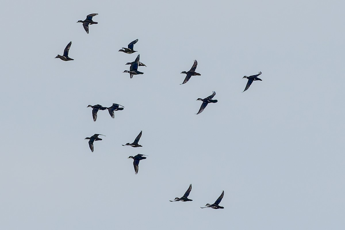 kachnička karolínská - ML645964226