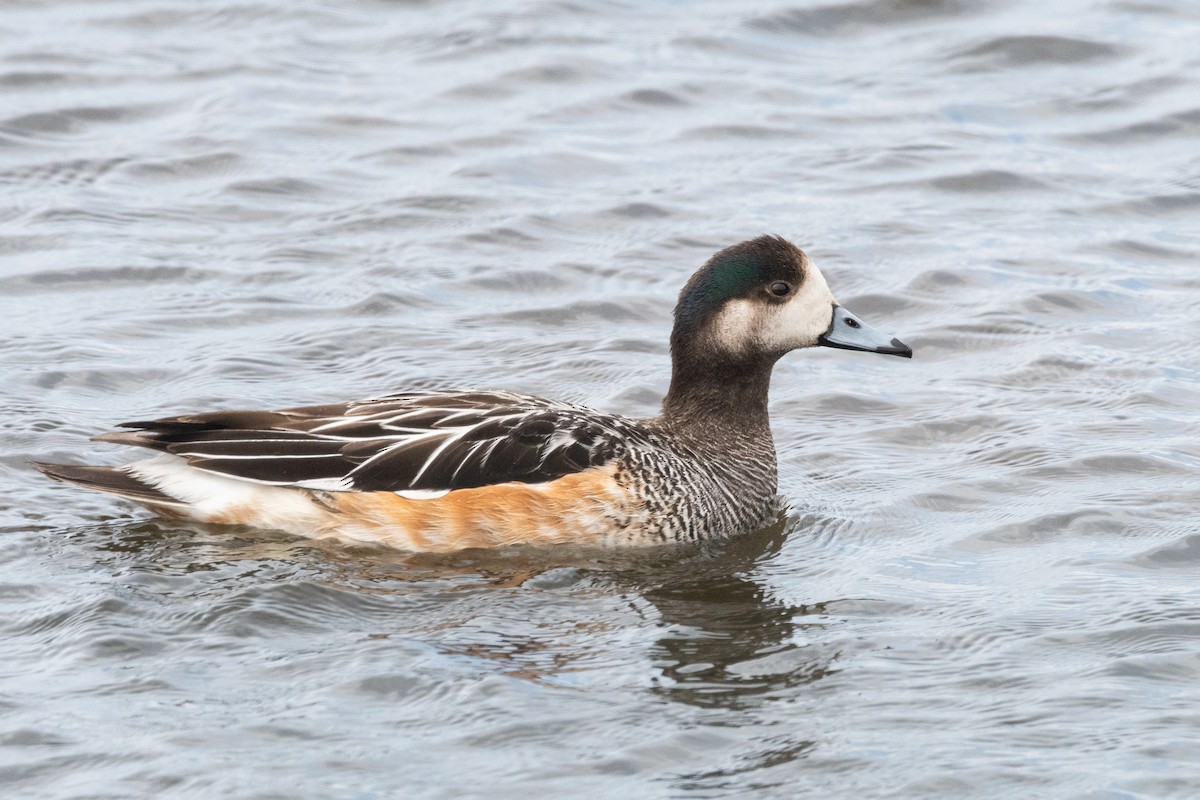 Chiloe Wigeon - ML645964227