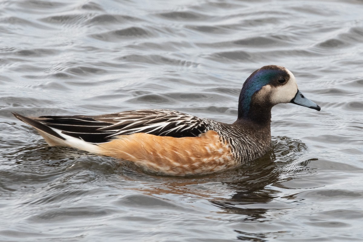 Chiloe Wigeon - ML645964228