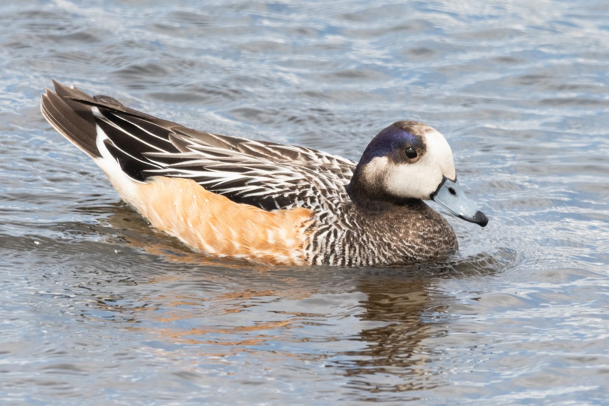 Chiloe Wigeon - ML645964229