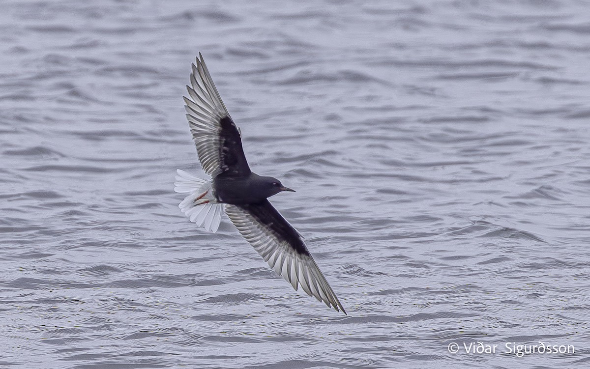 White-winged Tern - ML645964230