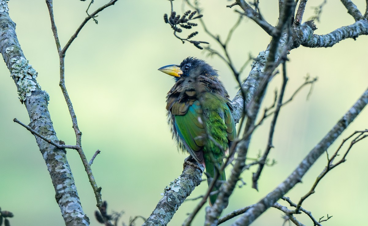 Great Barbet - ML645964232