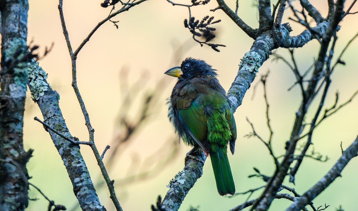 Great Barbet - ML645964233