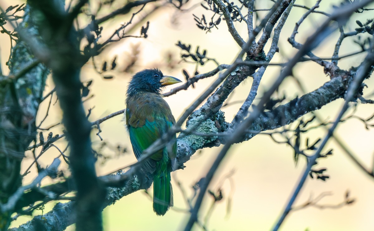 Great Barbet - ML645964234