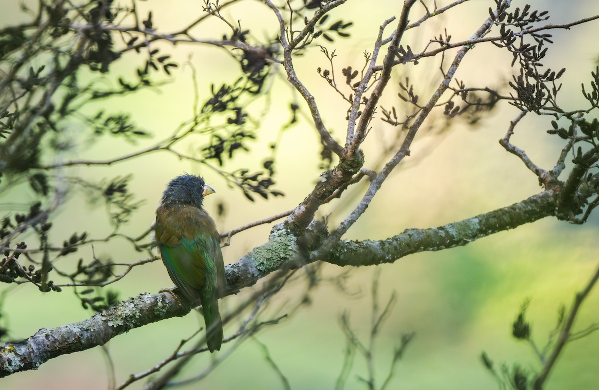 Great Barbet - ML645964235