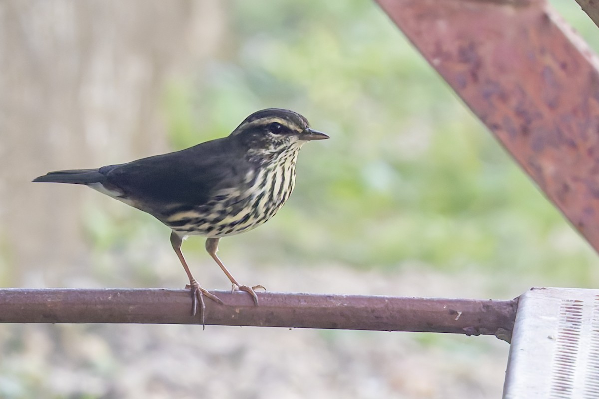 Northern Waterthrush - ML645964240