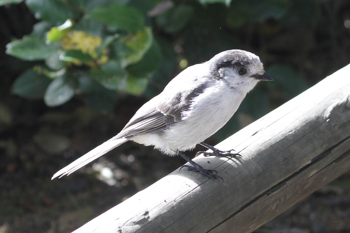 Canada Jay - ML645964241