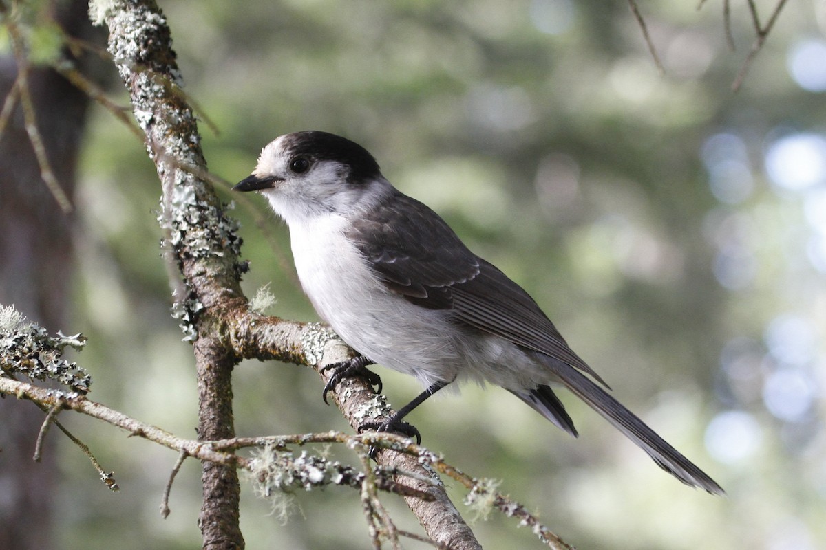 Canada Jay - ML645964242