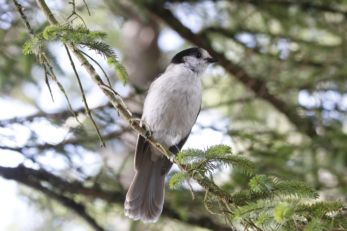 Canada Jay - ML645964243