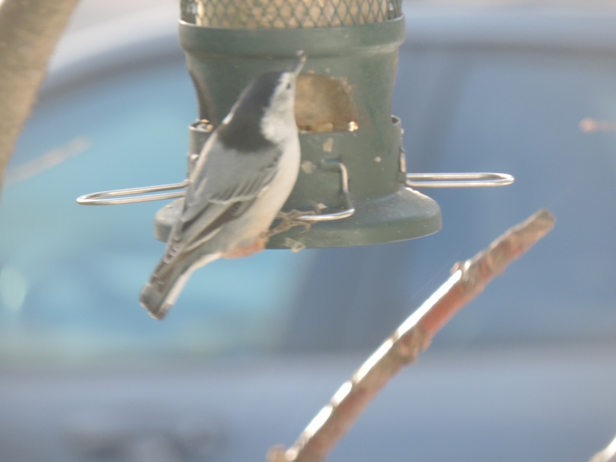 Sittelle à poitrine blanche - ML645964244