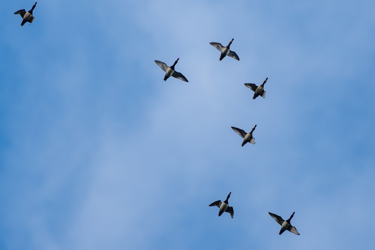 Fuligule à collier - ML645964246