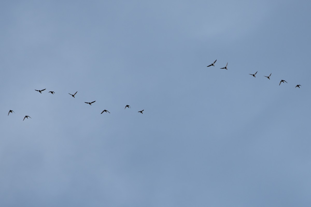 Fuligule à collier - ML645964247