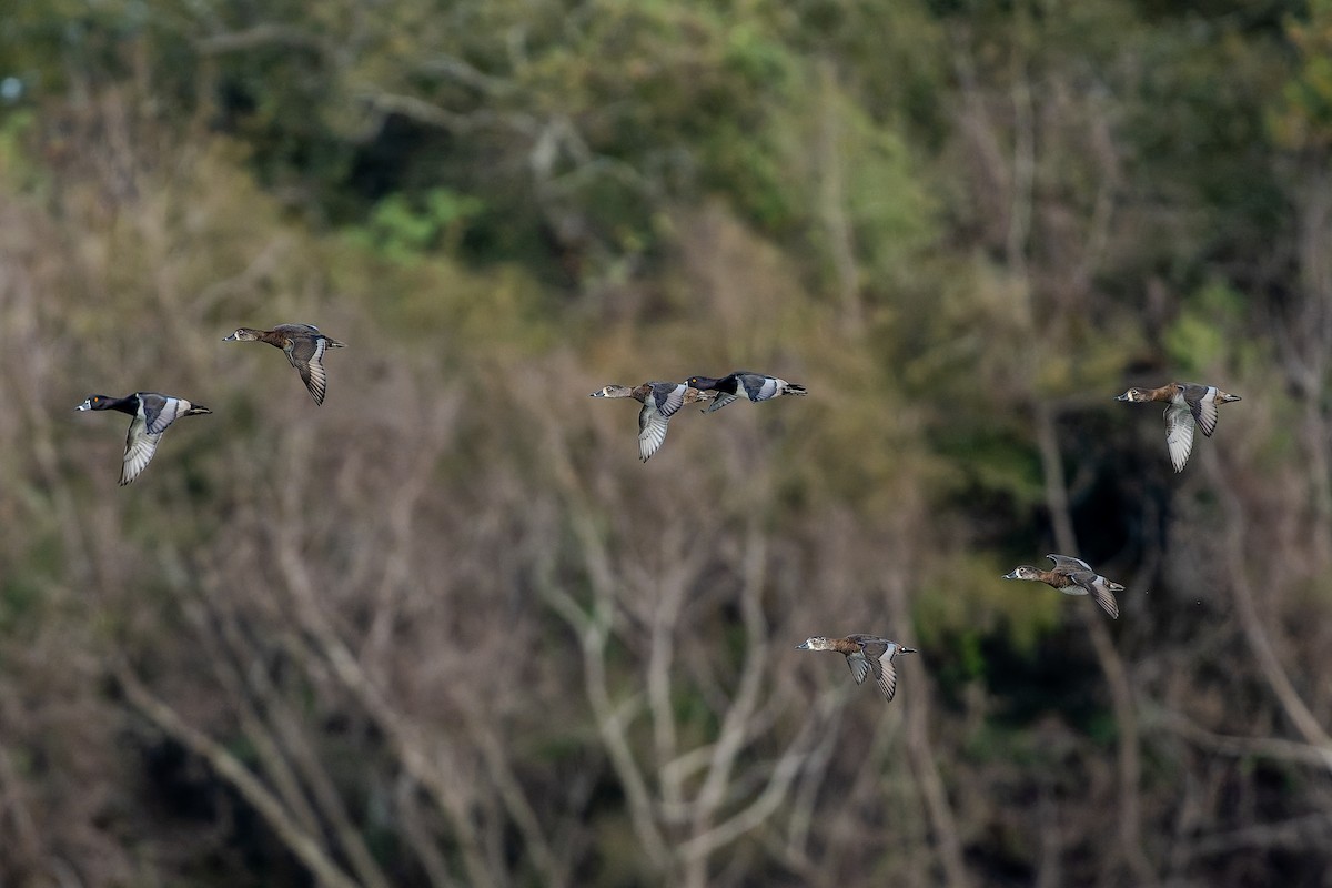 Fuligule à collier - ML645964248