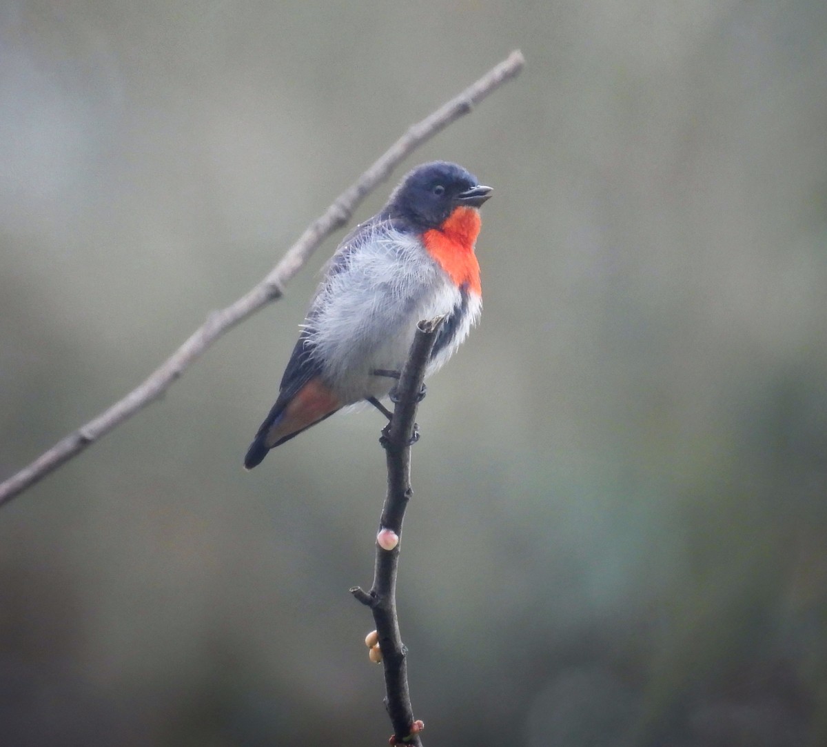 ヤドリギハナドリ - ML645964249