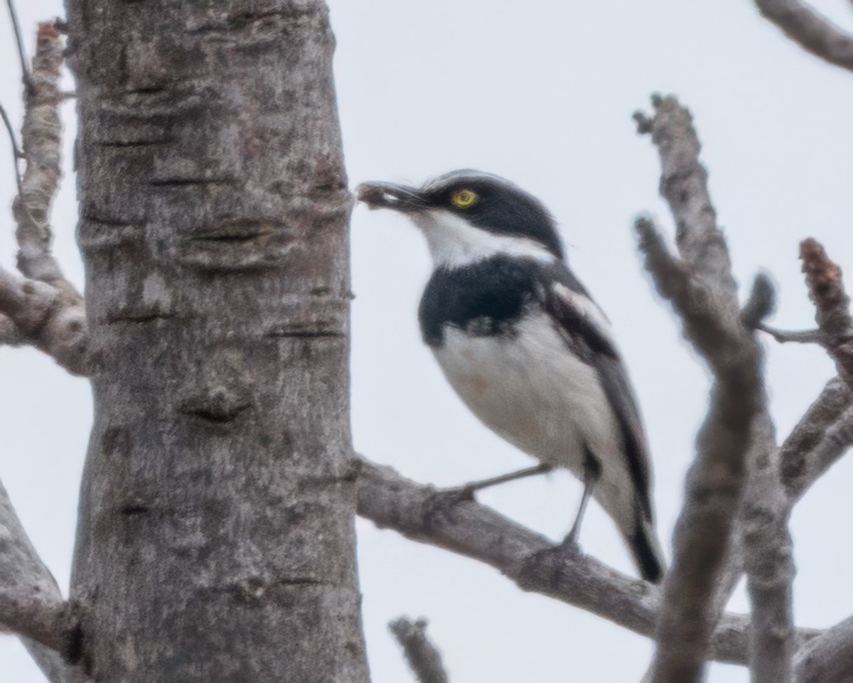 Chinspot Batis - ML645964253