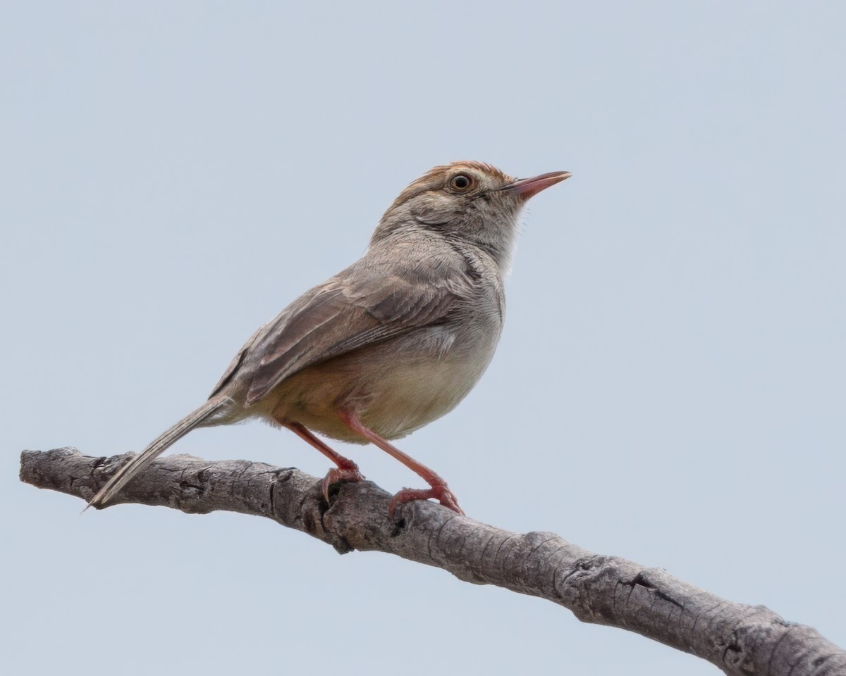 Piping Cisticola - ML645964256