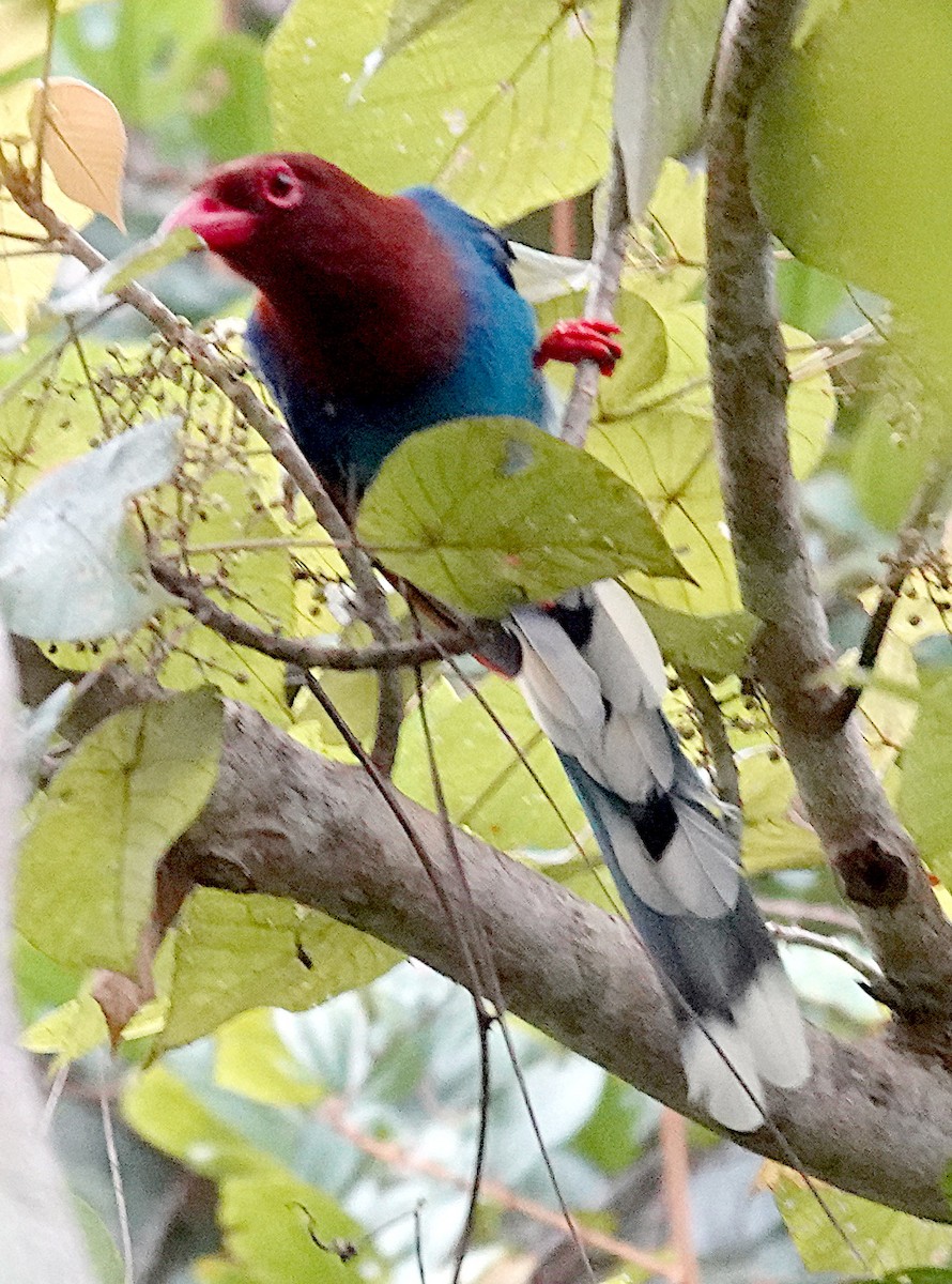 Sri Lanka Blue-Magpie - ML645964259