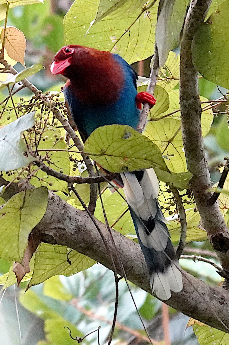 Sri Lanka Blue-Magpie - ML645964260