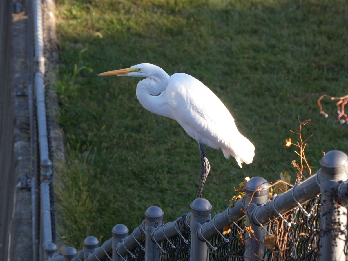 Great Egret - ML645964262